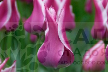 Тюльпан Баллада Tulipa Ballade