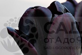 Самый черный тюльпан - сорт Nightmare