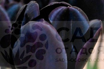 Самый черный тюльпан - сорт Tulipa Nightmare