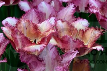 Tulipa Colour Fusion