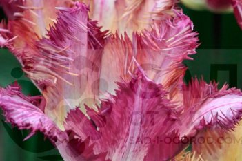 Tulipa Colour Fusion