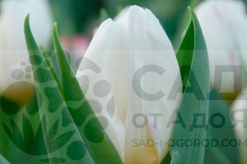 Тюльпан Вайт Принц Tulipa White Prince