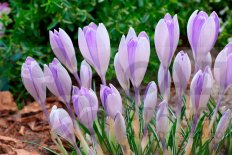 Крокус крупноцветковый Вангард Crocus vernus Vanguard