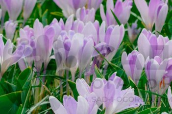 Крокус крупноцветковый Вангард Crocus vernus Vanguard