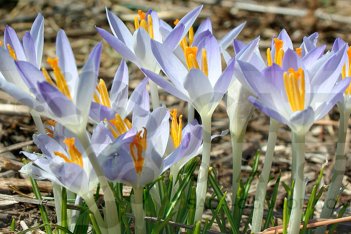 Крокус крупноцветковый Вангард Crocus vernus Vanguard