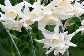 Нарцисс Старлайт Сенсейшн Narcissus Starlight Sensation