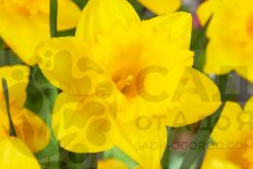Нарцисс крупнокорончатый Дач Мастер Narcissus Dutch Master