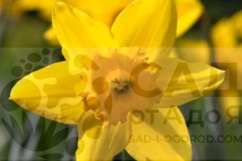 Нарцисс крупнокорончатый Дач Мастер Narcissus Dutch Master желтый с желтой коронкой
