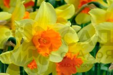 Нарцисс крупнокорончатый Фортиссимо Narcissus Fortissimo