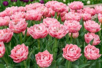 Тюльпан бахромчатый Шуга Кристал Tulipa Sugar Crystal