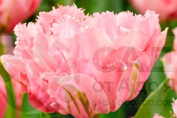 Тюльпан бахромчатый Шуга Кристал Tulipa Sugar Crystal
