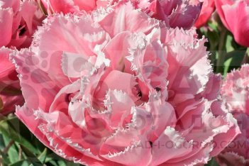 Тюльпан бахромчатый Шуга Кристал Tulipa Sugar Crystal