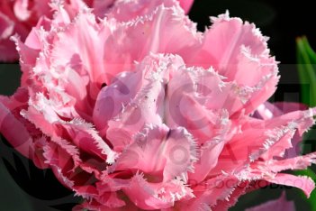 Тюльпан бахромчатый Шуга Кристал Tulipa Sugar Crystal