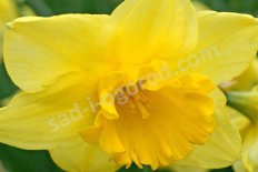 Нарцисс крупнокорончатый Карлтон Narcissus Carlton