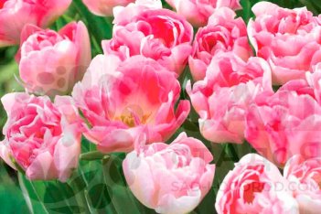 Тюльпан махровый поздний Анжелика Tulipa Angélique 