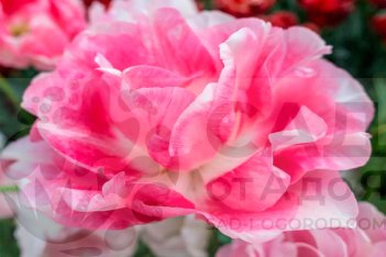 Тюльпан махровый поздний Анжелика Tulipa Angélique ЦВЕТОК КРУПНО