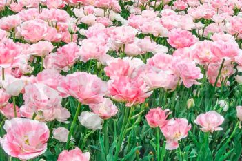 Тюльпан махровый поздний Анжелика Tulipa Angélique 