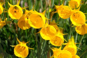 Нарцисс брандушка Оксфорд Голд Narcissus bulbocodium Oxford Gold 