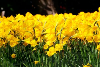 Нарцисс брандушка Оксфорд Голд Narcissus bulbocodium Oxford Gold 