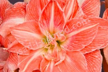 Гиппеаструм Свит Амадеус Hippeastrum Sweet Amadeus