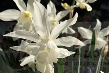 Нарцисс Папийон Блан разрезнокорончатый Narcissus Papillon Blanc