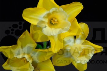 Нарцисс Хиллстар многоцветковый Narcissus Hillstar