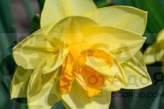Нарцисс махровый Апофеоз Narcissus Apotheose