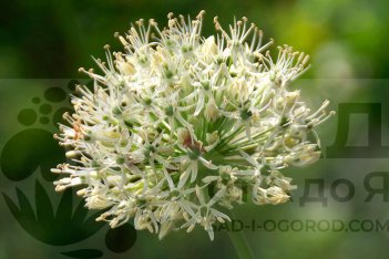 Аллиум каратавский Айвори Куин Allium karataviense Ivory Queen