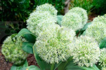 Аллиум каратавский Айвори Куин Allium karataviense Ivory Queen