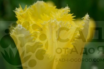 Тюльпан бахромчатый Майя Tulipa Maja