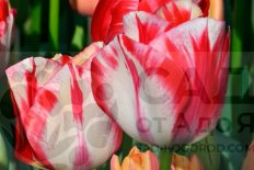Тюльпан триумф Спринг Рембрандт Tulipa Spryng Rembrandt