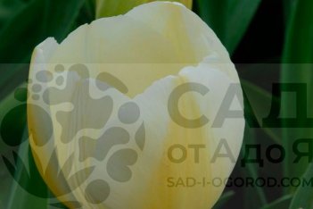 Тюльпан триумф Пэи Ба Tulipa Pays Bas