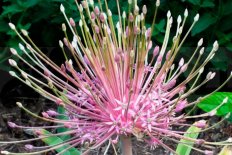 Аллиум Шуберта Allium schubertii