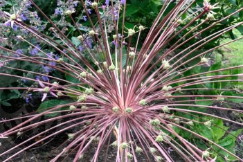 Аллиум Шуберта Allium schubertii