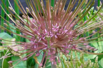 Аллиум Шуберта Allium schubertii
