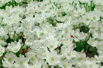 Аллиум Ковани Allium cowanii