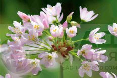 Аллиум Розеум Allium roseum