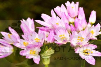 Аллиум Розеум Allium roseum