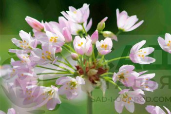 Аллиум Розеум Allium roseum