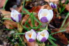Крокус золотистый Блю Берд Crocus chrysanthus Blue Bird