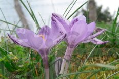 Крокус наименьший ботанический Crocus minimus