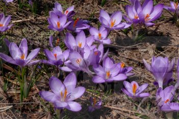 Крокус наименьший ботанический Crocus minimus