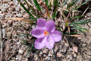 Крокус наименьший ботанический Crocus minimus