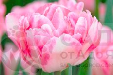 Тюльпан махровый Фокстрот Tulipa Foxtrot®