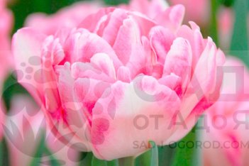 Тюльпан махровый Фокстрот Tulipa Foxtrot®