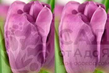 Тюльпан махровый Кикстарт Tulipa Kickstart