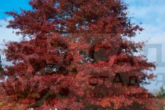 Дуб красный Quercus rubra