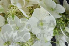Гортензия дуболистная Айс Кристал Hydrangea quercifolia Ice Crystal
