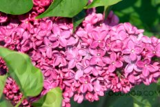 Сирень обыкновенная Заря коммунизма Syringa vulgaris Zarya Kommunizma