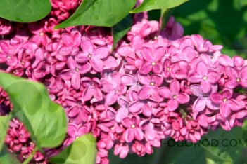 Сирень обыкновенная Заря коммунизма Syringa vulgaris Zarya Kommunizma